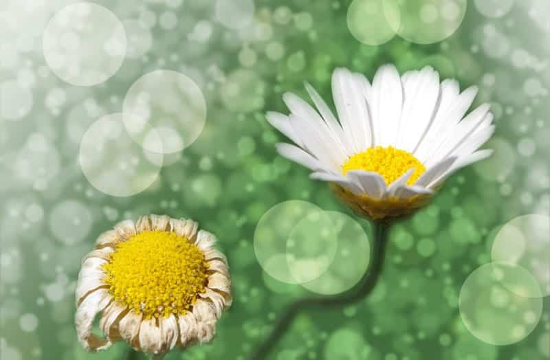 Rund um die Gefühle | flower blog Thetahealing Ausbildung