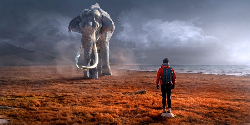 Über die Ablehnung | Elefant Blog Thetahealing Ausbildung