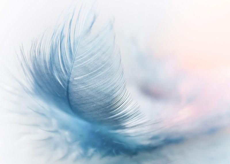 Welche Gedanken tragen dich durch den Tag? | Thetahealing Ausbildung Feder